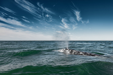 Grey whale surfacing and sprouting water