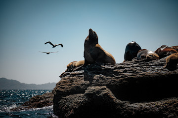 California sea lions (Zalophus californianus) resting on the rocks of Isla Coronado. Baja California, Gulf of California.