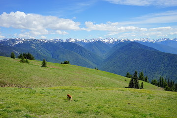 Beautiful snow capped mountains in Olympic National Park in summer in Washington, near Seattle	