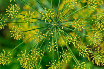Dill flowers close-up on a green blurred background. The concept of spices, health, aroma.