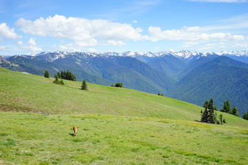 Olympic National Park in summer in Washington, near Seattle