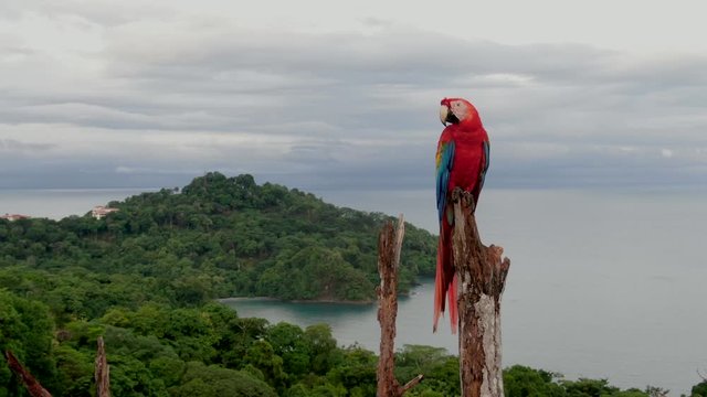 Extreme close up shot of a Scarlet Macaw parrot bird on a tree branch with the dense tropical rain forest at Manuel Antonio National Park, Costa Rica