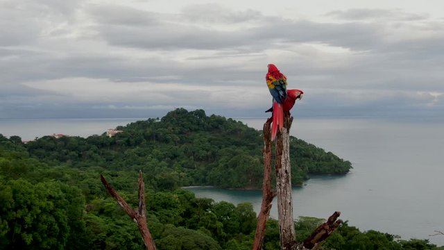 Beautiful cinematic shot of two Scarlet Macaw parrots birds enjoying each others company and preening feathers atop rain forest jungle near Costa Rica Pacific Ocean