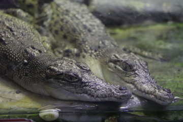 Obraz premium Crocodiles, aquarium de Dubaï, Émirats arabes unis 