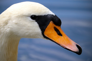 Wild UK Swan