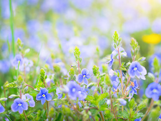 Obraz na płótnie Canvas small pretty blue flowers