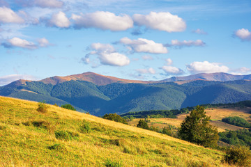 great view of carpathian mountain landscape.  wonderful evening scenery with fluffy clouds on the sky. temantyk an stij peaks of Borzhava ridge in the distance. located in transcarpathia, ukraine