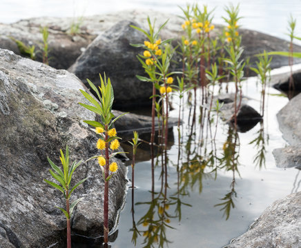 Tufted loosestrife plant growing in shallow water