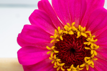Closeup of pink flower