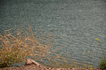 dead tree in the water