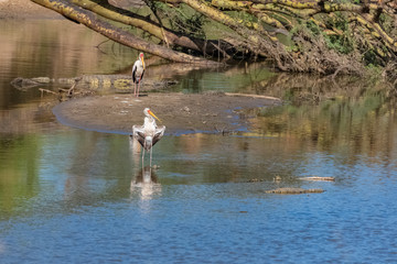 Crocodiles and yellow-billed storks in a lake in Africa, exotic landscape