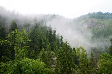misty morning over the forest
