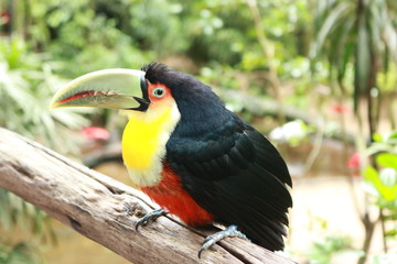 bird on a branch