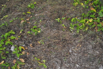 hojas verdes 