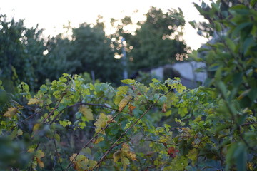 Grape leaves in latin Vitis in the garden