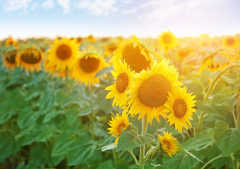Fototapeta premium Beautiful sunflower field on summer day