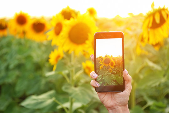 Woman with mobile phone taking photo of beautiful sunflower field