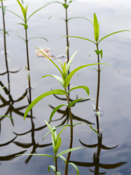 Tufted loosestrife plant growing in calm shallow water