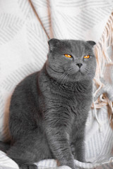 beautiful cat British fold