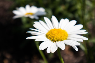 Daisy In Summer