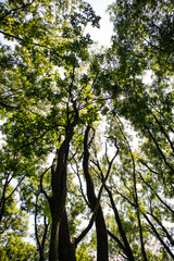 Forest Canopy