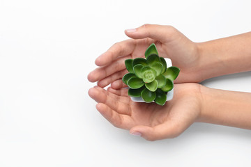 Female hands with plant in pot on white background