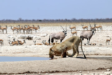 Fototapeta na wymiar Lion at the waterhole - Namibia Africa