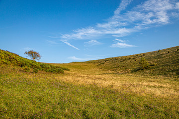 A tree on the horizon, at Mount Caburn in Sussex on a summers day