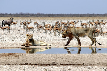 Lions at the waterhole - Namibia Africa