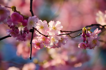Blooming cherry tree branch on a blurred background