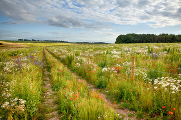 Beautiful flower meadow and track - 285997084