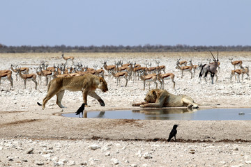 Lions at the waterhole - Namibia Africa