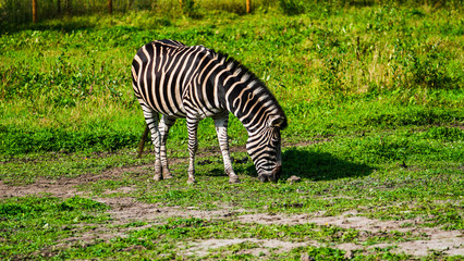 Zebra  © Dreamnordno