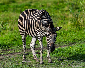 Zebra 