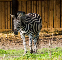 Zebra 