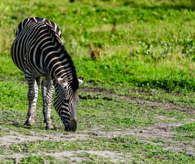 Zebra 