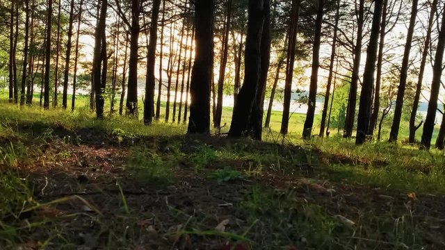 Walking in the woods.  Beautiful forest on the background of the river . Trees crowns and sun rays. Sunlight peeking through the trees. HD Stock footage 