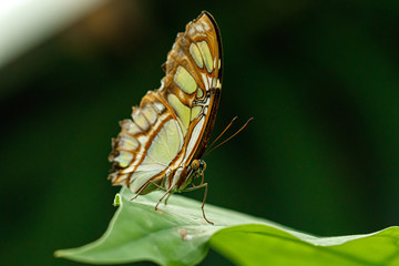 Fototapeta na wymiar macro beautiful butterfly Siproeta stelenes