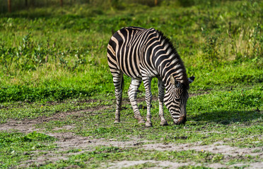 Zebra  © Dreamnordno