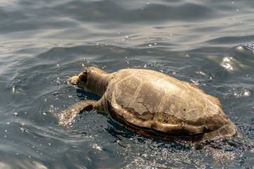 Dead Loggerhead Turled in Ocean