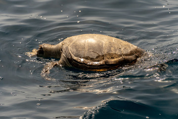 Dead Loggerhead Turled in Ocean