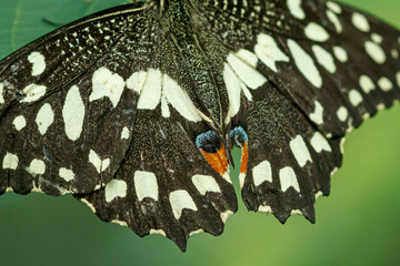 macro beautiful butterfly Papilio demoleus