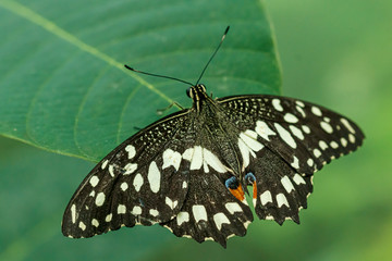 Fototapeta premium macro beautiful butterfly Papilio demoleus