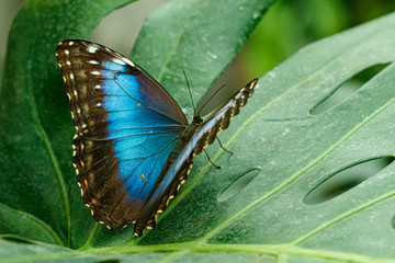 macro beautiful butterfly Morpho helenor