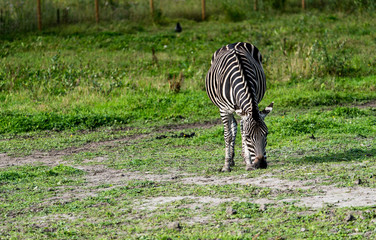 Zebra  © Dreamnordno