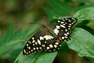 Fototapeta na wymiar macro beautiful butterfly Papilio demoleus
