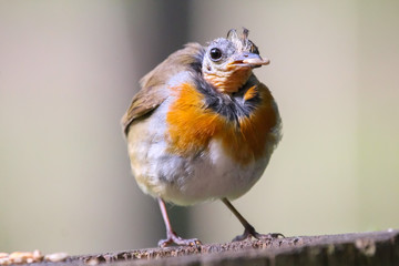 robin