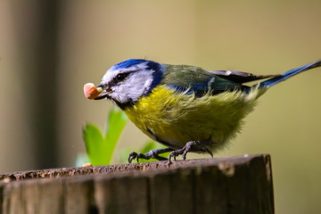 bluetit