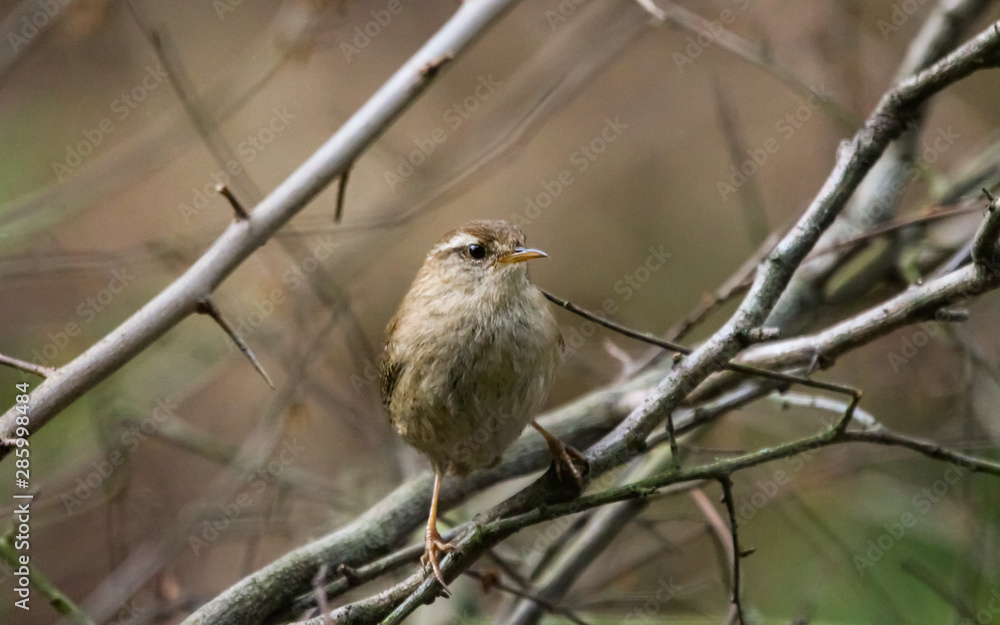 Wall mural wren