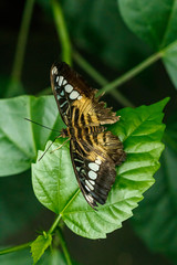 macro beautiful butterfly Parthenos sylvia